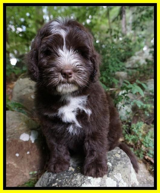 Fanny AJ pups 8 wks old 11