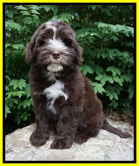 Fanny AJ pups 8 wks old 21