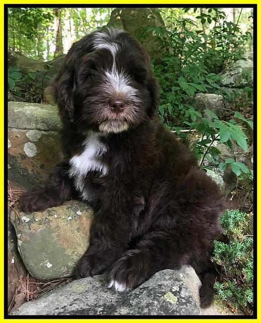 Fanny AJ pups 8 wks old 31