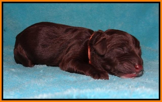 Fanny AJ Newborn 131