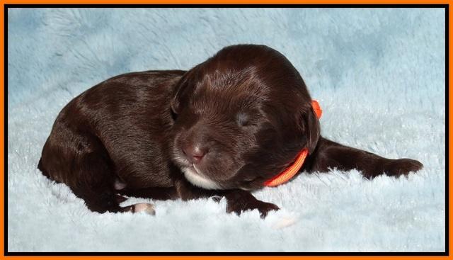 Fanny AJ pups 1 wk old 14!
