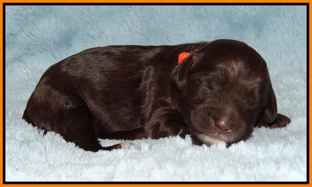 Fanny AJ pups 1 wk old 15!