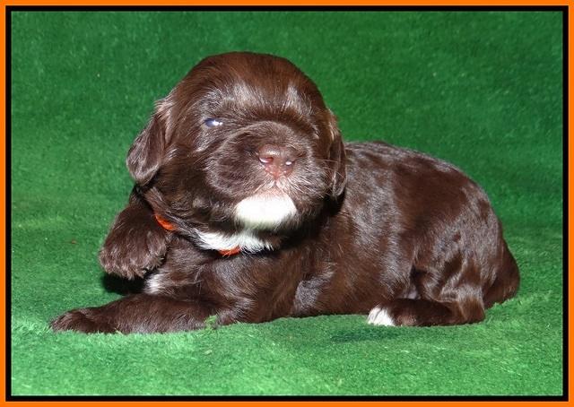 Fanny AJ pups 3 wks old 161