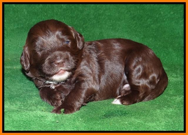 Fanny AJ pups 3 wks old 181
