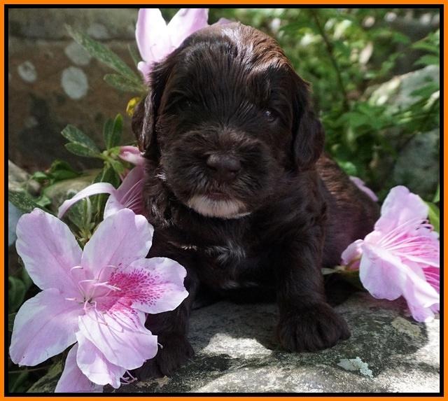 Fanny AJ pups 3 wks old 242