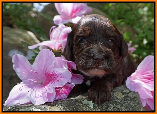 Fanny AJ pups 3 wks old 262