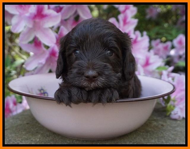 Fanny AJ pups 4 wks old 151