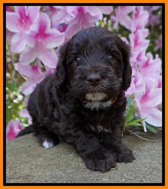 Fanny AJ pups 4 wks old 171