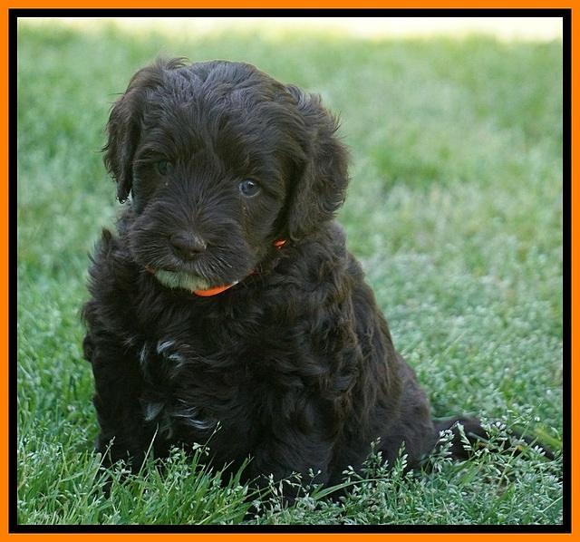 Fanny AJ pups 5 wks old 231
