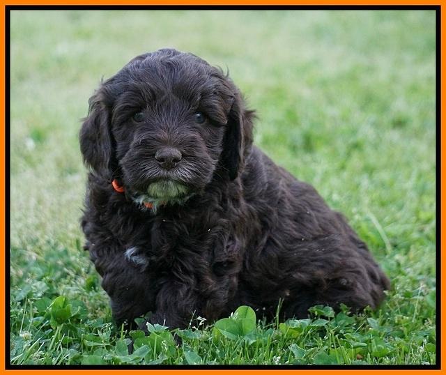 Fanny AJ pups 5 wks old 261