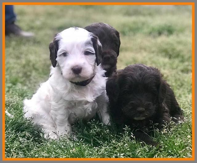 Fanny AJ pups 5 wks old 281