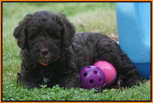 Fanny AJ pups 6 wks old 22100