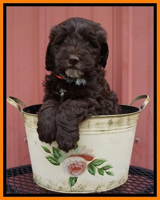 Fanny AJ pups 6 wks old 25100