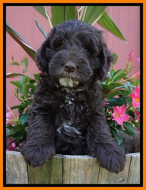 Fanny AJ pups 7 wks old 211