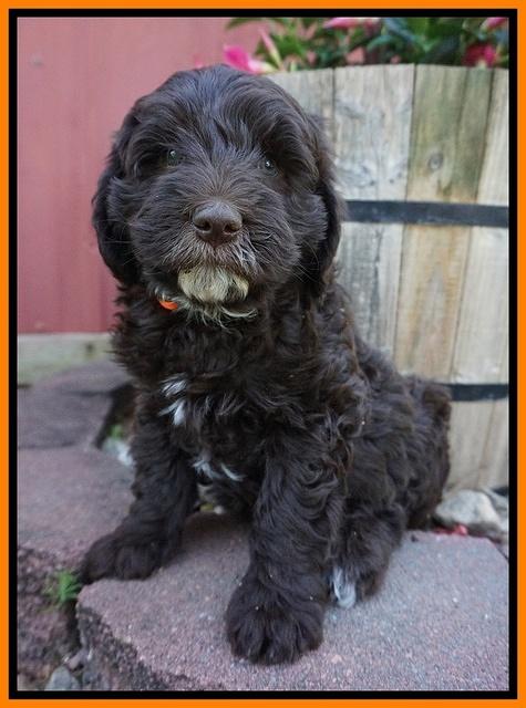 Fanny AJ pups 7 wks old 221