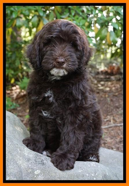 Fanny AJ pups 8 wks old 173