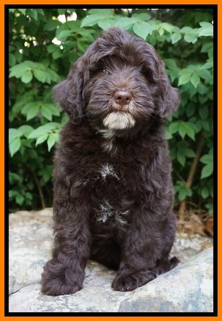 Fanny AJ pups 8 wks old 373