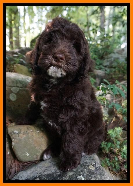 Fanny AJ pups 8 wks old 473