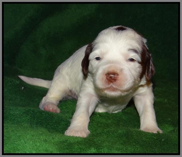 Fanny AJ pups 3 wks old 261