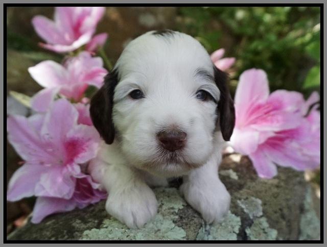 Fanny AJ pups 3 wks old 312