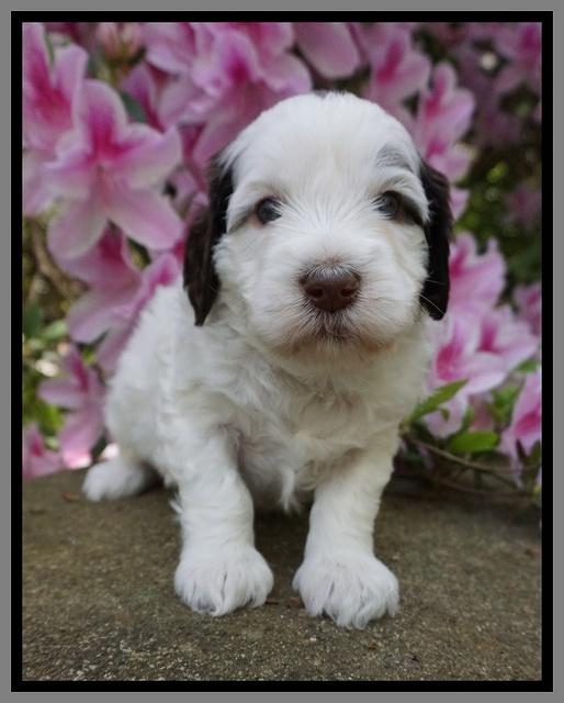 Fanny AJ pups 4 wks old 181
