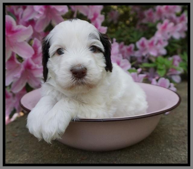 Fanny AJ pups 4 wks old 191