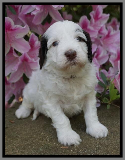 Fanny AJ pups 4 wks old 211