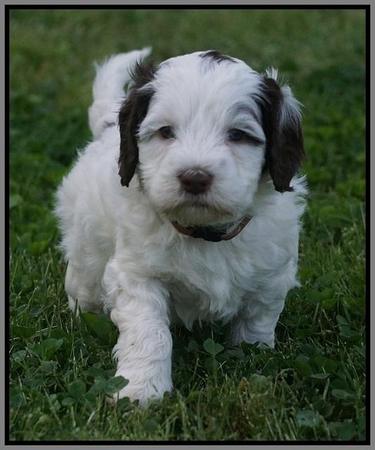 Fanny AJ pups 5 wks old 311