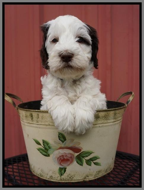 Fanny AJ pups 6 wks old 28100