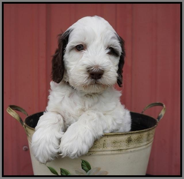 Fanny AJ pups 6 wks old 29100