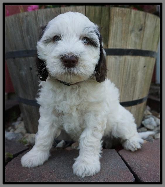 Fanny AJ pups 7 wks old 251