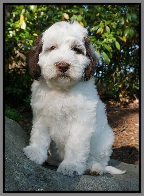Fanny AJ pups 8 wks old 3974
