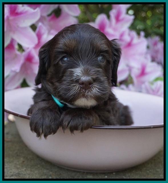 Fanny AJ pups 4 wks old 231