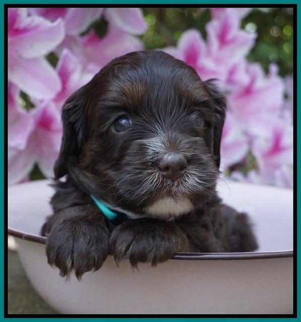 Fanny AJ pups 4 wks old 241