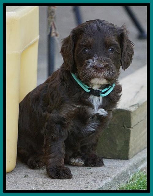 Fanny AJ pups 5 wks old 341