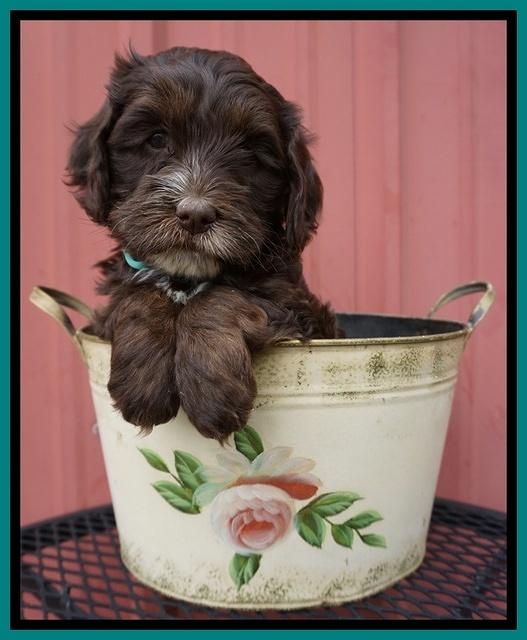 Fanny AJ pups 6 wks old 30100