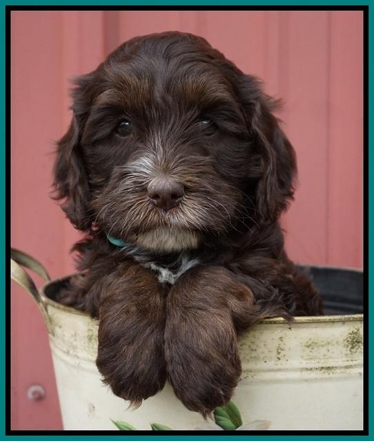 Fanny AJ pups 6 wks old 31100