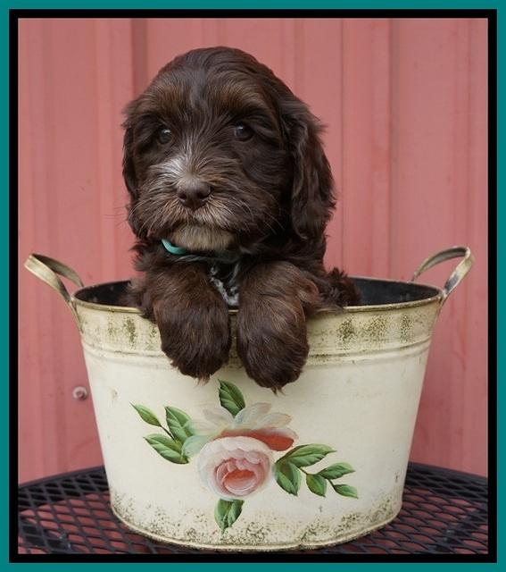 Fanny AJ pups 6 wks old 32100