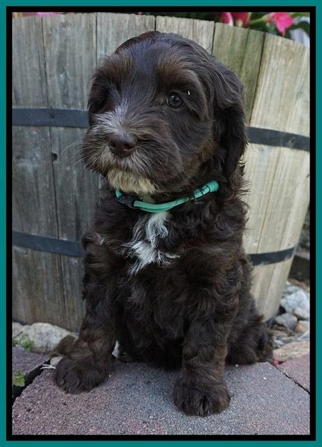 Fanny AJ pups 7 wks old 311