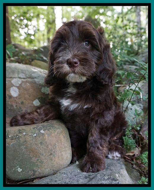 Fanny AJ pups 8 wks old 673