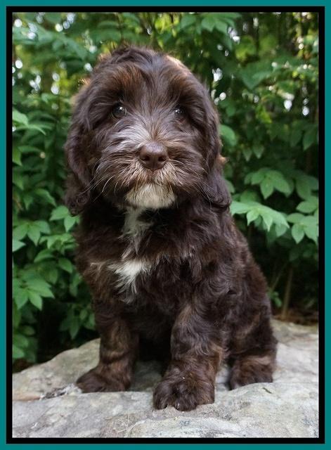 Fanny AJ pups 8 wks old 773
