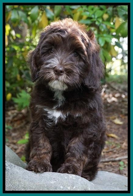 Fanny AJ pups 8 wks old 973