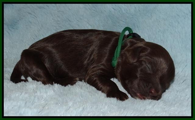 Fanny AJ pups 1 wk old 12!