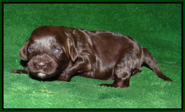 Fanny AJ pups 2 wks old 152