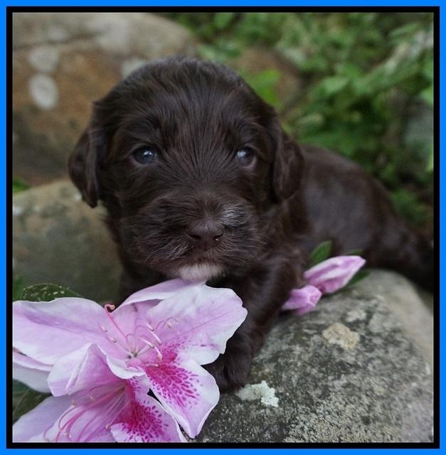 Fanny AJ pups 3 wks old 332