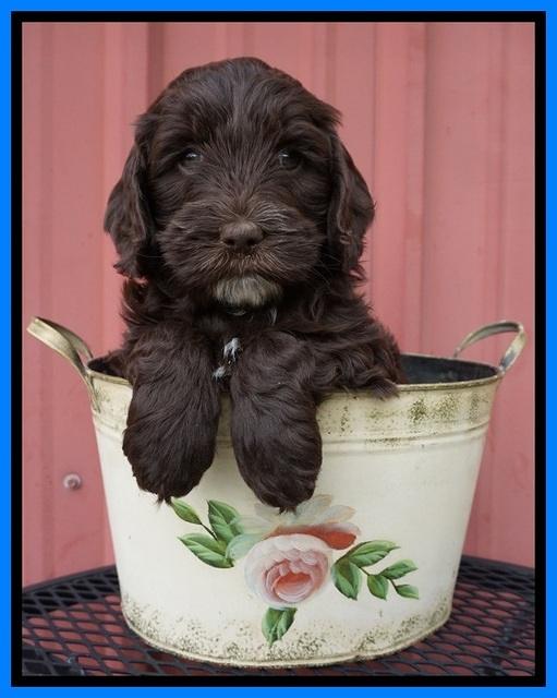 Fanny AJ pups 6 wks old 40100