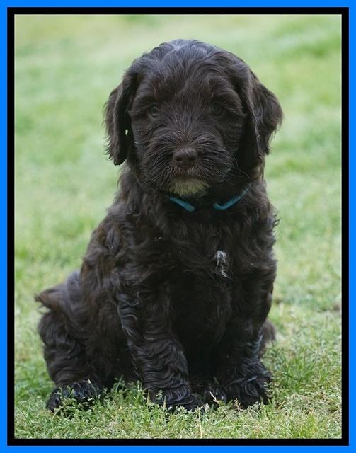 Fanny AJ pups 6 wks old 42100