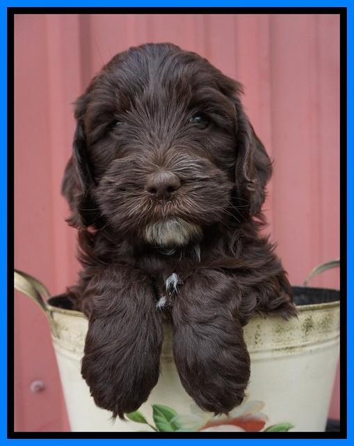 Fanny AJ pups 6 wks old 43100