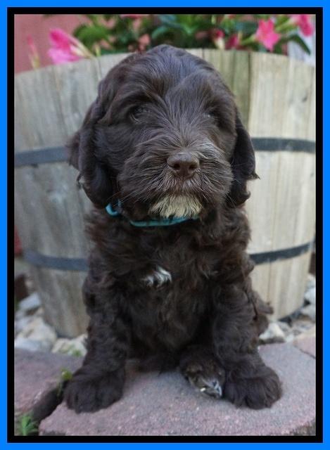 Fanny AJ pups 7 wks old 321