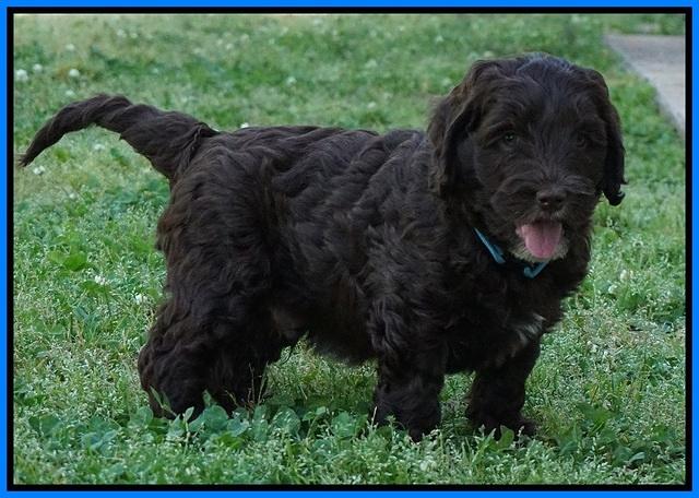 Fanny AJ pups 7 wks old 351